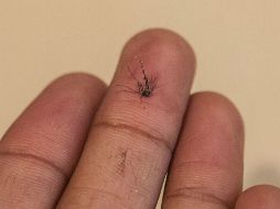 Autoridades señalan que para este 2015 habrá un incremento en casos de dengue. EL INFORMADOR / ARCHIVO