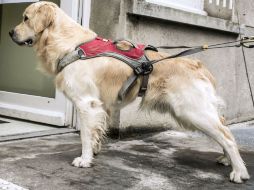 La congestionada capital japonesa es un lugar difícil para tener mascotas. AFP / J. Ksiazek
