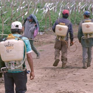Rescatan en Colima a 48 jornaleros agrícolas que eran explotados
