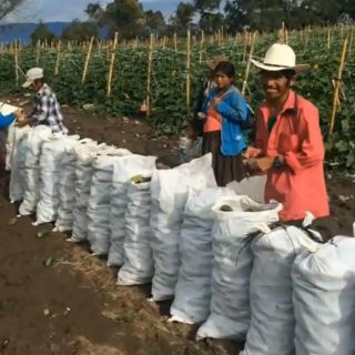 La CNDH indaga presuntas violaciones a derechos de jornaleros