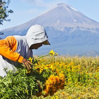 Destinos para llenarte de flores