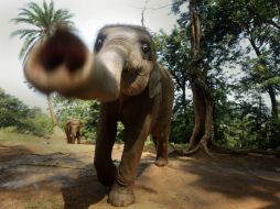 'Los elefantes son muy inteligentes, cuando se los molesta, se desplazan a  donde saben que estarán más seguros' explicó experto. AP / ARCHIVO