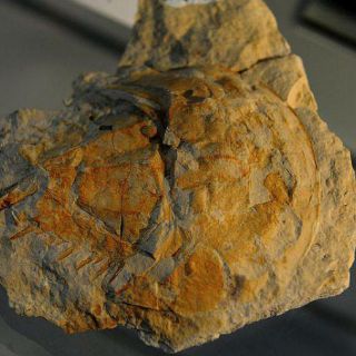 Encuentran juguetes de hace dos millones de años en China