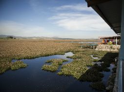 Detallan que hasta el momento se han extraído 10 mil 500 toneladas de lirio acuático. EL INFORMADOR / ARCHIVO