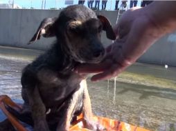 En tan sólo cuatro días el video de Jordan tiene más de un millón de reproducciones. YOUTUBE / Hope For Paws