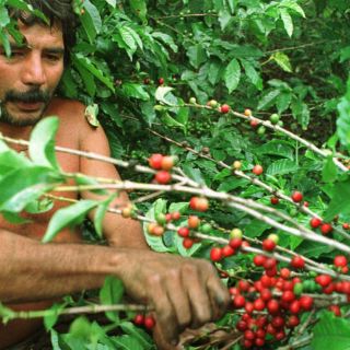 Chiapas cultiva café de conservación en Área Natural Protegida