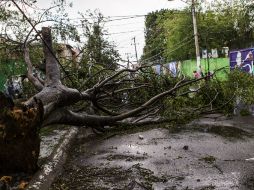 Se han registrado 19 árboles caidos en Cuitláhuac y Huatasco, y dos derrumbres. EL INFORMADOR / ARCHIVO