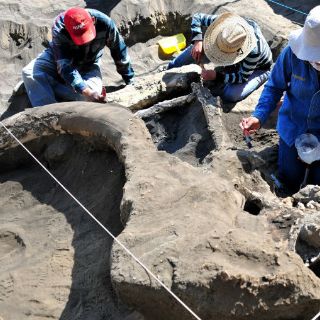 Los mamuts se extinguieron por problemas metabólicos: estudio