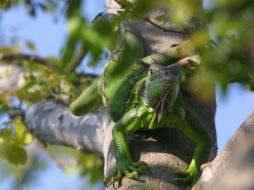 La iguana verde vive en árboles, aunque se le ha encontrado en zonas rurales. EL INFORMADOR / ARCHIVO