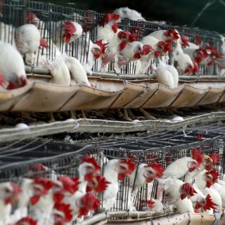 Incrementan seguridad tras brote de gripe aviar en EU
