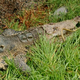La Profepa presenta denuncia por muerte de cocodrilo en Sinaloa