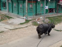 Testigos señalan que el rinoceronte incluso entró a un hospital cercano. AFP / B. Giri