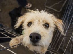 En la petición buscan eliminar la electrocución como método de matanza en las perreras del país. EL INFORMADOR / ARCHIVO