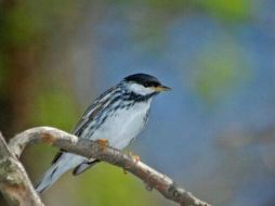 Los científicos aseguran que esta ave realiza una de las emigraciones más audaces de la Tierra. TWITTER / @Aves_PuertoRico