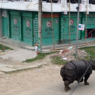 Expulsan rinoceronte salvaje a la selva en Nepal