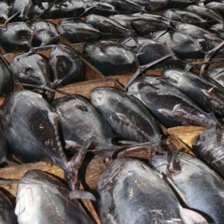 Recomiendan consumir atún y sardina