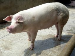 Estos animales fueron usados para la marcha en contra del Partido Acción Nacional. EL INFORMADOR / ARCHIVO