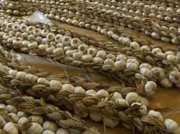 Bacterias. Últimas noticias de Bacterias Página 11 El Informador