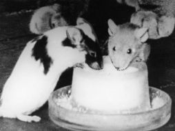 Introducen en los ratones una mutación capaz de incrementar la capacidad de producir en las células los nucleótidos disponibles. EL INFORMADOR / ARCHIVO