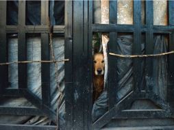 Los responsables de esta cruel campaña incluso arrojan el veneno al interior de patios y jardines. EL INFORMADOR / ARCHIVO