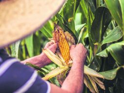 Cosecha. Para 2015, la meta es llegar a la producción de 700 mil toneladas de maíz amarillo. EL INFORMADOR /