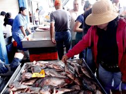 Durante la Cuaresma, entre las especies de mayor abundancia, se encuentran sardina, atún, calamar y pulpo. NTX / ARCHIVO