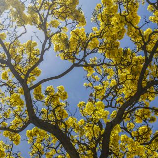 La libido aumenta en primavera, aseguran especialistas