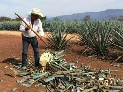 Cuando un maguey alcanza su maduración se corta el cogollo para que produzca un aguamiel de mejor calidad. NTX / ARCHIVO