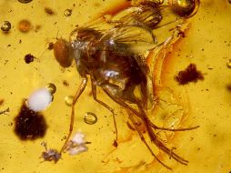 Investigaron múltiples genes y regiones cerebrales en las moscas 'Drosophila', relacionados con el aprendizaje. EFE / ARCHIVO