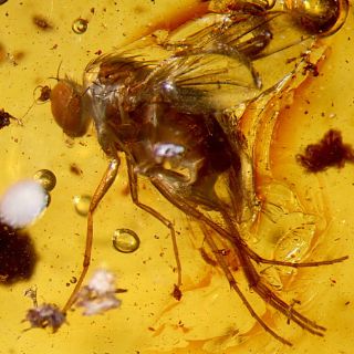 Las moscas recuerdan contenido calórico alimenticio: estudio