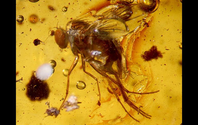 Investigaron múltiples genes y regiones cerebrales en las moscas 'Drosophila', relacionados con el aprendizaje. EFE / ARCHIVO