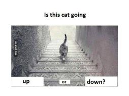 ¿El gato sube o baja por los escalones? Lo que todos se preguntan. TWITTER / @9gag