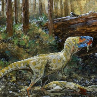 Tiranosaurios pudieron ser caníbales