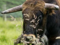 Según medios, el contenedor robado vale unos 500 dólares y los viales de semen del toro entre 300 y mil 500 dólares cada uno. AFP / ARCHIVO