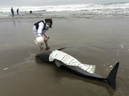 Personas usan recipientes con agua que vierten sobre los delfines, otros los cubren con toallas mojadas para evitar que se sequen. EFE / K. Kamoshida