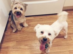 ''Ayuda, mis perros son demasiado tiernos, no puedo con esto'', es uno de los mensajes que Khalifa escribe en la plataforma. INSTAGRAM / miakhalifa1