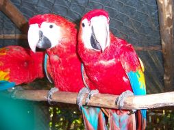 La mitad del nuevo grupo de guacamayas son ejemplares jóvenes, es decir, exploradores y curiosos, y fueron los primeros en salir. EL INFORMADOR / ARCHIVO