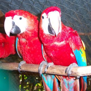 Liberan 28 guacamayas rojas en Reserva de la Biósfera Los Tuxtlas