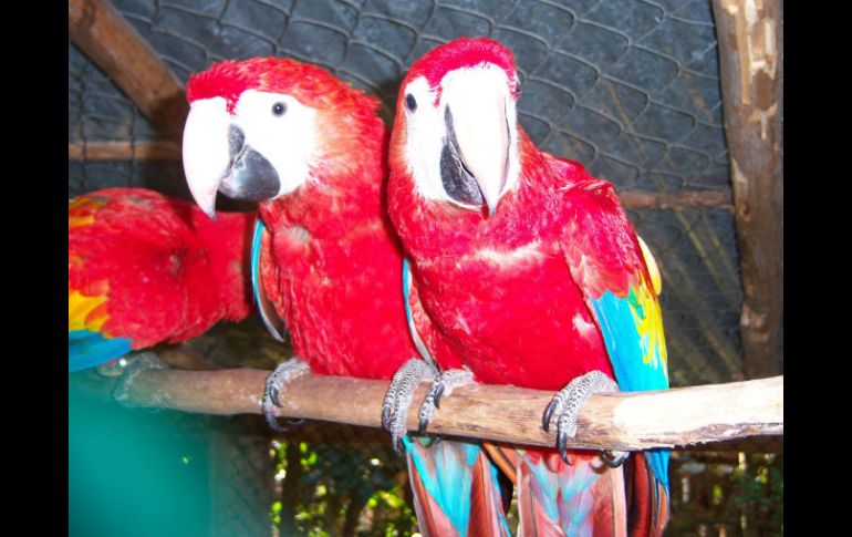 La mitad del nuevo grupo de guacamayas son ejemplares jóvenes, es decir, exploradores y curiosos, y fueron los primeros en salir. EL INFORMADOR / ARCHIVO