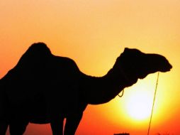 El éxito en esta clonación ofrece un medio para preservar la genética de los camellos emiratíes más valiosos, utilizados en carreras. EL INFORMADOR / ARCHIVO