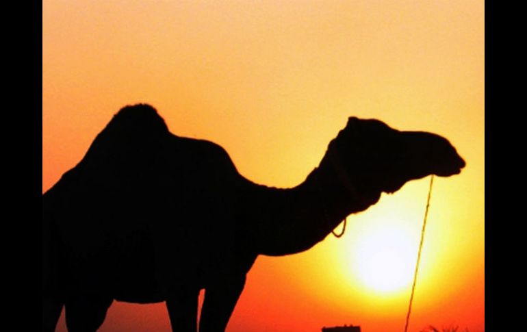 El éxito en esta clonación ofrece un medio para preservar la genética de los camellos emiratíes más valiosos, utilizados en carreras. EL INFORMADOR / ARCHIVO