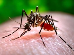 La dependencia inició acciones de prevención y control en la zona donde se presentaron ambos casos. AP / ARCHIVO