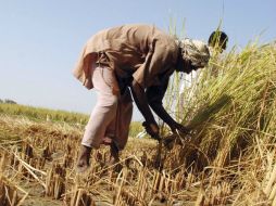 Pakistán comentó el aumento de relaciones de comercio, destacando su propia producción de arroz. EFE / ARCHIVO
