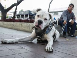 Entre las principales medidas de prevención están la vacunación y desparasitación de los animales domésticos. EL INFORMADOR / ARCHIVO