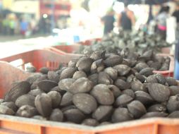 Las autoridades prohíben la comercialización de moluscos provenientes de pesca silvestre. EL INFORMADOR / ARCHIVO