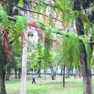 Urgen a combatir muérdago con visión metropolitana