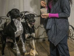 Existen formas de nutrición adecuada para los canes, de los que tenemos que ser responsables. EL INFORMADOR / ARCHIVO