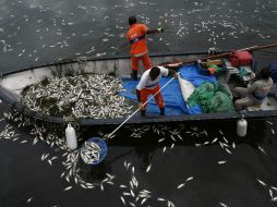Los peces en descomposición fueron transportados en camión al vertedero principal de la ciudad. EFE / M. Sayao