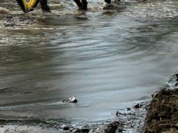 Mencionan que ya se han tomado las medidas necesarias para llevar el agua de los ríos a las potabilizadoras y a la población. EFE / ARCHIVO