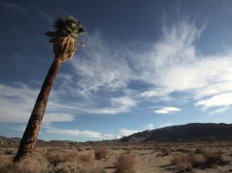 Los desiertos son los que más radiación solar reciben y no compiten por el espacio con la agricultura u otras actividades humanas. EL INFORMADOR / ARCHIVO